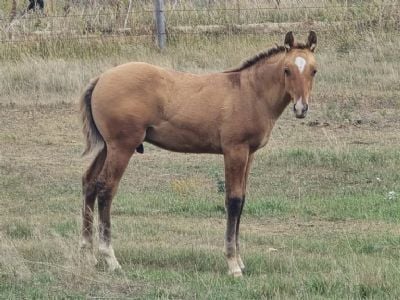 Top Gun Jester JW <BR>AQHA PENDING